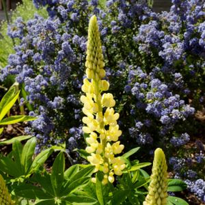 Lupinus West Country 'Cashmere Cream' 3L