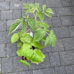Raspberry Rubus 'Summer Lovers Patio Red' 2L