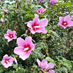 Hibiscus syriacus 'Flower Tower Purple' 5L