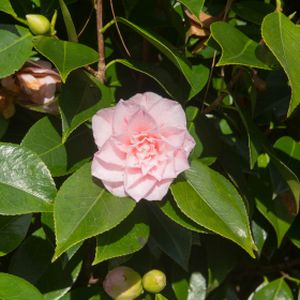 Camellia japonica 'Kick Off' 3L