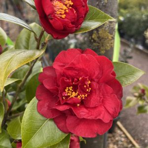 Camellia japonica 'Doctor Burnside' 3L