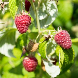Raspberry Rubus 'Joan J' 3L (5)