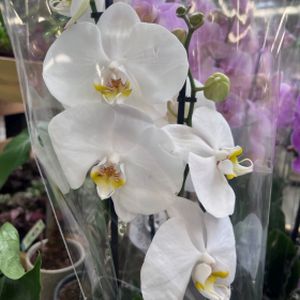 Orchid Phalaenopsis 'Cambridge' White (12cm pot) 2 Spk