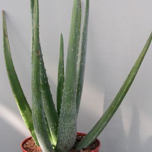 Aloe 'Frosty' (12cm Pot)