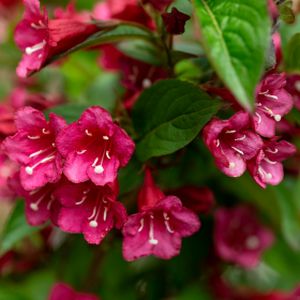 Weigela 'Towers of Flowers Cherry' 3L