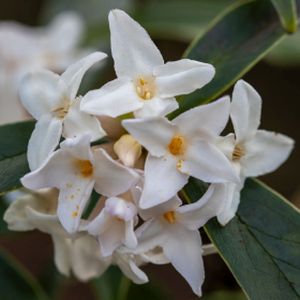 Daphne bholua 'Spring Beauty' 4.5L