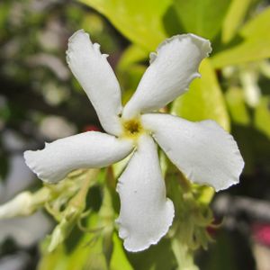 Trachelospermum jasminoides (AGM) 1.5L