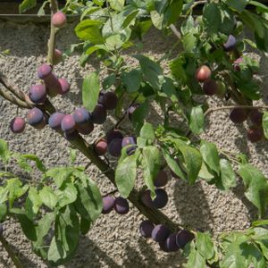 Damson Prunus 'Merryweather' (SJA) 12L