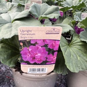 Geranium Zonal (Upright) Bright Lilac (10.5cm Pot)