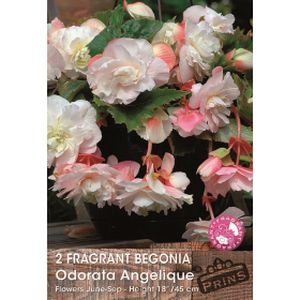 Prins Begonia Odorata Angelique