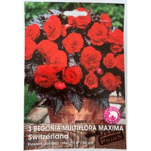Prins Begonia Multiflor Maxima Switzerland