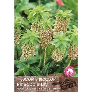 Prins Eucomis Bicolor Pineapple Lily