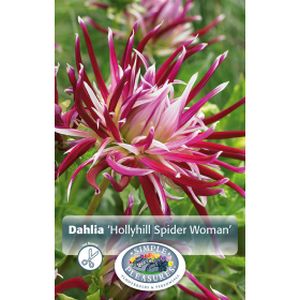 Simple Pleasures Dahlia Hollyhill Spider Woman