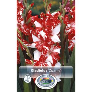 Simple Gladiolus Zizanie