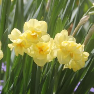 Daffodil Narcissus 'Cheerfulness' 1L