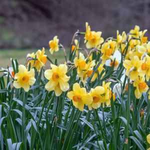 Daffodil Narcissus 'Fortune' 1L