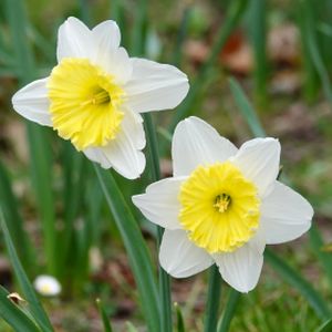 Daffodil Narcissus 'Ice Follies' 1L