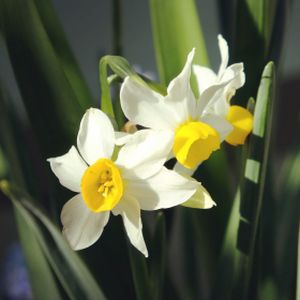 Daffodil Narcissus 'Canaliculatus' 1L