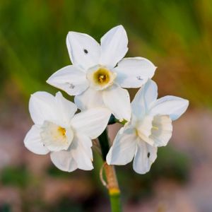 Daffodil Narcissus 'Tresamble' 1L