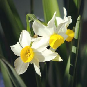 Daffodil Narcissus 'Canaliculatus' (9cm Pot)