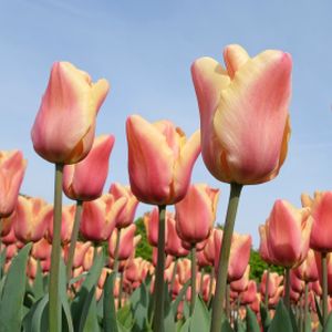 Tulip Tulipa 'Apricot Beauty' 1L