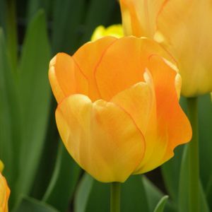 Tulip Tulipa 'Daydream' 1L
