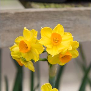 Daffodil Narcissus 'Grand Soleil d'or' 1L