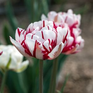Tulip Tulipa 'Carnival de Nice' 1L