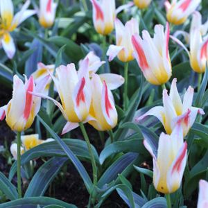 Tulip Tulipa 'Johann Strauss' 1L