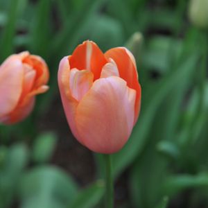 Tulip Tulipa 'Menton' 1L