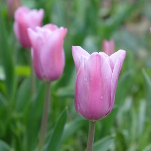 Tulip Tulipa 'Mistress' 1L