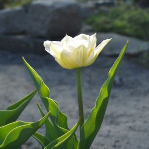 Tulip Tulipa 'Mount Tacoma' 1L