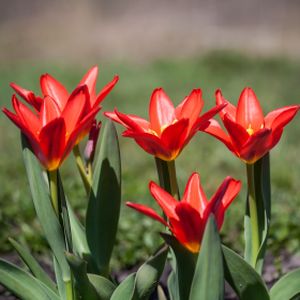 Tulip Tulipa 'Scarlet Baby' 1L