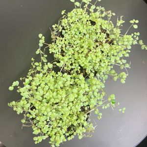 Soleirolia soleirolii variegata (8cm Pot)