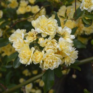 Rosa banksiae 'Lutea' (AGM) 3L