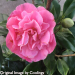 Camellia japonica 'Marie Bracey' 10L