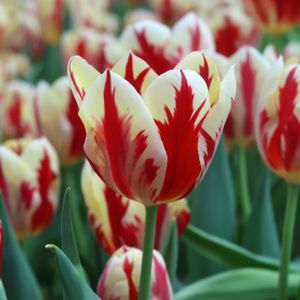 Tulip Tulipa 'Grand Perfection' 1L