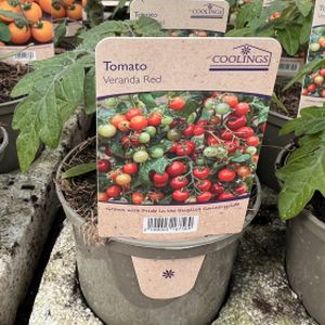 Tomato 'Veranda Red' (9cm Pot)