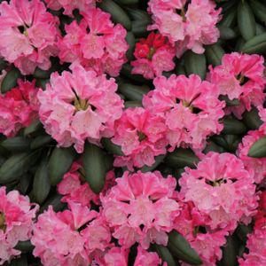 Rhododendron 'Kalinka' (Yak. Hybrid) Planter 15L