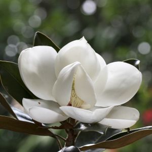 Magnolia grandiflora 'Little Gem' 3L
