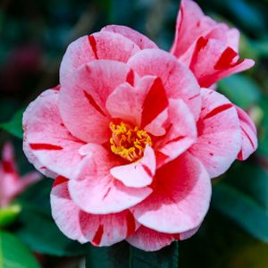 Camellia japonica 'Oki-no-nami' 30L