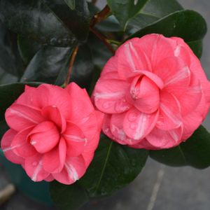 Camellia 'Orandako' (12cm Pot)