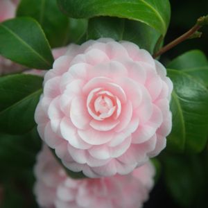 Camellia japonica 'Uso Otome' (12cm Pot)