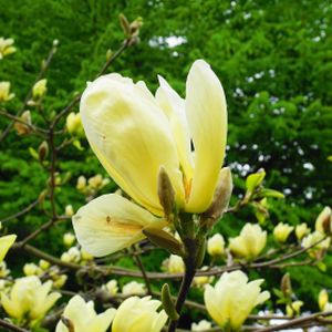 Magnolia denudata 'Yellow River' ('Fei Huang') 4L