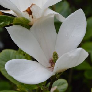 Magnolia x soulangeana 'Alba Superba' 4L