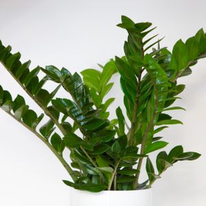 Zamioculcas zamiifolia (17cm Pot) (4/5 Stem)