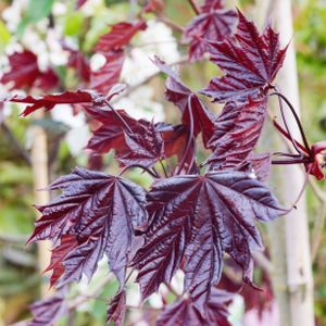 Acer platanoides 'Royal Red' 45L