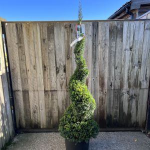 Yew Taxus baccata (AGM) Spiral 25L