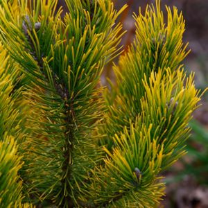 Pinus mugo 'Golden Glow' 3L