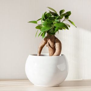 Ficus microcarpa 'Ginseng' (12cm Pot)